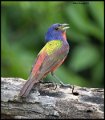 _7SB4093 painted bunting